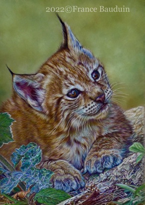 Cute Lynx cub - 44 hours
Brown Pastelmat
13.5" x 9.5"
Ref: Anne Noël Cute Lynx cub - 44 hours
Brown Pastelmat
13.5" x 9.5"
Ref: Anne Noël